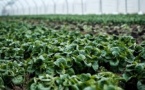 La Caverne, la plus grande ferme bio souterraine de Paris