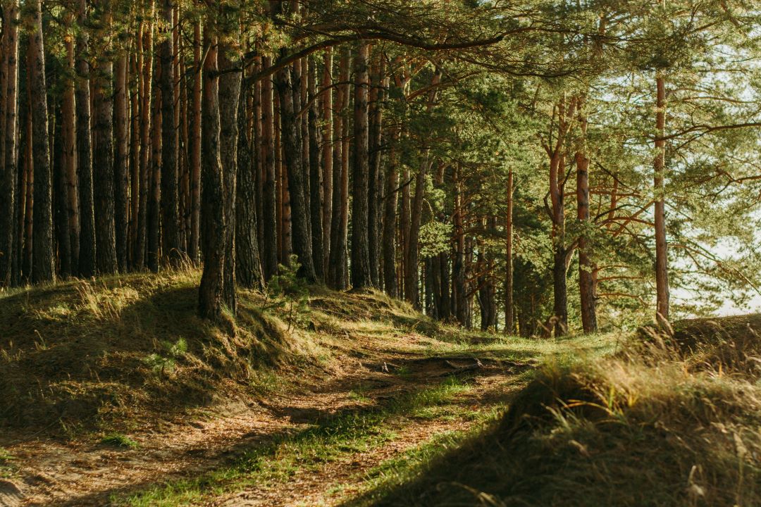 La France dispose de grand territoire forestier, en prendre soin devient une priorité. Le festival permet d'en prendre conscience © irina-iriser
