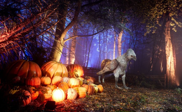 La Forêt Interdite d'Harry Potter s’invite à Toulouse